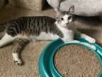 Adopt Max a Domestic Short Hair