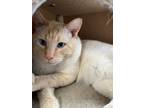 Adopt Aelius a Siamese