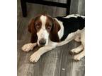 Adopt Otis a Basset Hound