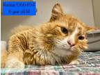 Adopt Ruckus a Domestic Long Hair, Domestic Short Hair