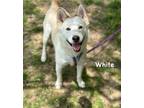 Adopt White a Husky, Mixed Breed