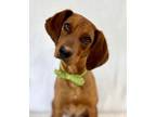 Adopt Red a Redbone Coonhound, Mixed Breed