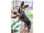 Adopt K C a Australian Cattle Dog / Blue Heeler