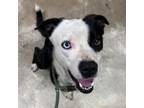 Adopt Boyfriend-030402S a Pit Bull Terrier