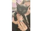 Adopt K8- Gizzy a Domestic Short Hair