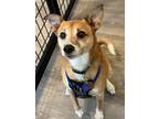 Adopt Harry a Rat Terrier, Basenji