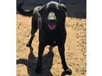 Adopt Boomer a Black Labrador Retriever, Newfoundland Dog