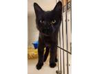 Adopt TEETER a Domestic Medium Hair