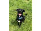 Adopt FINN a Labrador Retriever, Mixed Breed