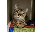 Adopt DRAKE a Domestic Short Hair