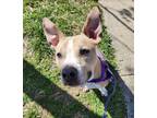 Adopt Tye a American Staffordshire Terrier