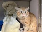 Adopt Alton a Domestic Medium Hair