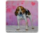 Adopt Mars a Beagle