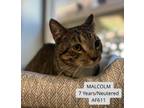 Adopt Malcolm a Domestic Short Hair