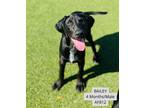 Adopt Bailey a Bluetick Coonhound, Doberman Pinscher