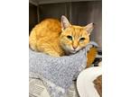 Adopt Tom a Domestic Short Hair