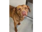 Adopt GALVIN a Pit Bull Terrier