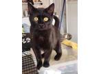 Adopt Opaque a Bombay, Domestic Short Hair