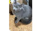 Adopt Steele a Russian Blue