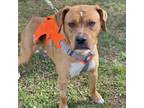 Adopt Bubby a Mixed Breed