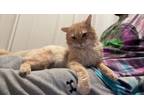 Adopt Copperfield24 a Domestic Medium Hair