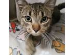 Adopt Charles a Domestic Short Hair