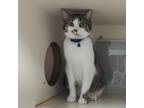 Adopt Henry Cheese III a Domestic Short Hair