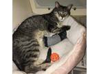 Adopt Snorlax a Domestic Short Hair