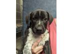 Adopt Gratin a Mixed Breed