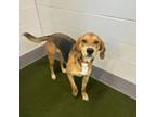 Adopt Jersey J. a Treeing Walker Coonhound