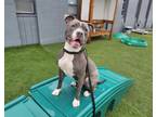 Adopt FLYNN RIDER a Boxer, Pit Bull Terrier