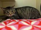 Adopt Eeyore a Domestic Short Hair