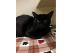 Adopt Owl a Domestic Short Hair