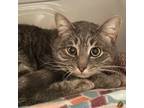 Adopt Cinder a Domestic Short Hair