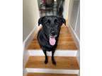 Adopt HUDSON-courtesy post a Labrador Retriever