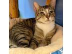 Adopt Jared a Tabby, Domestic Short Hair