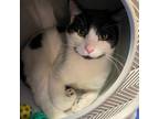 Adopt Lucky a Domestic Short Hair