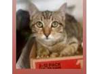 Adopt Titus a Domestic Short Hair, Tabby