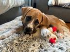 Adopt Churro!!!!! a Boxer, Labrador Retriever