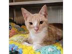 Adopt Caden a Domestic Short Hair