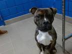 Adopt EZEIKEL a Boxer, Mixed Breed