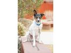 Adopt Jake a Australian Cattle Dog / Blue Heeler