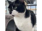 Adopt Cookie a American Shorthair