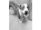 Adopt JAY a Pit Bull Terrier