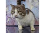 Adopt BENTLY a Domestic Short Hair