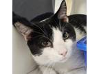 Adopt PAULIE in FOSTER a Domestic Short Hair
