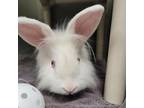 Adopt APHELIOS a Lionhead