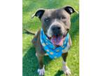 Adopt MEL a Pit Bull Terrier