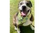 Adopt LOUIE a Pit Bull Terrier, Mixed Breed