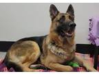 Adopt VALCON a German Shepherd Dog